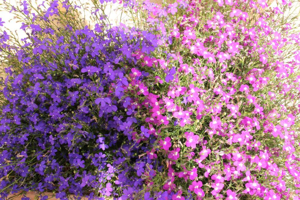 Bed and Breakfast Fiori E Limoni Куартуччу Екстер'єр фото